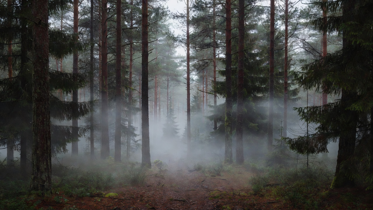 Dense misty pine and spruce forest in northern Scandinavia